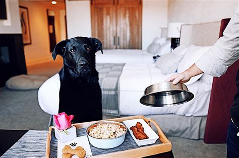 pet friendly hotels available tonight.